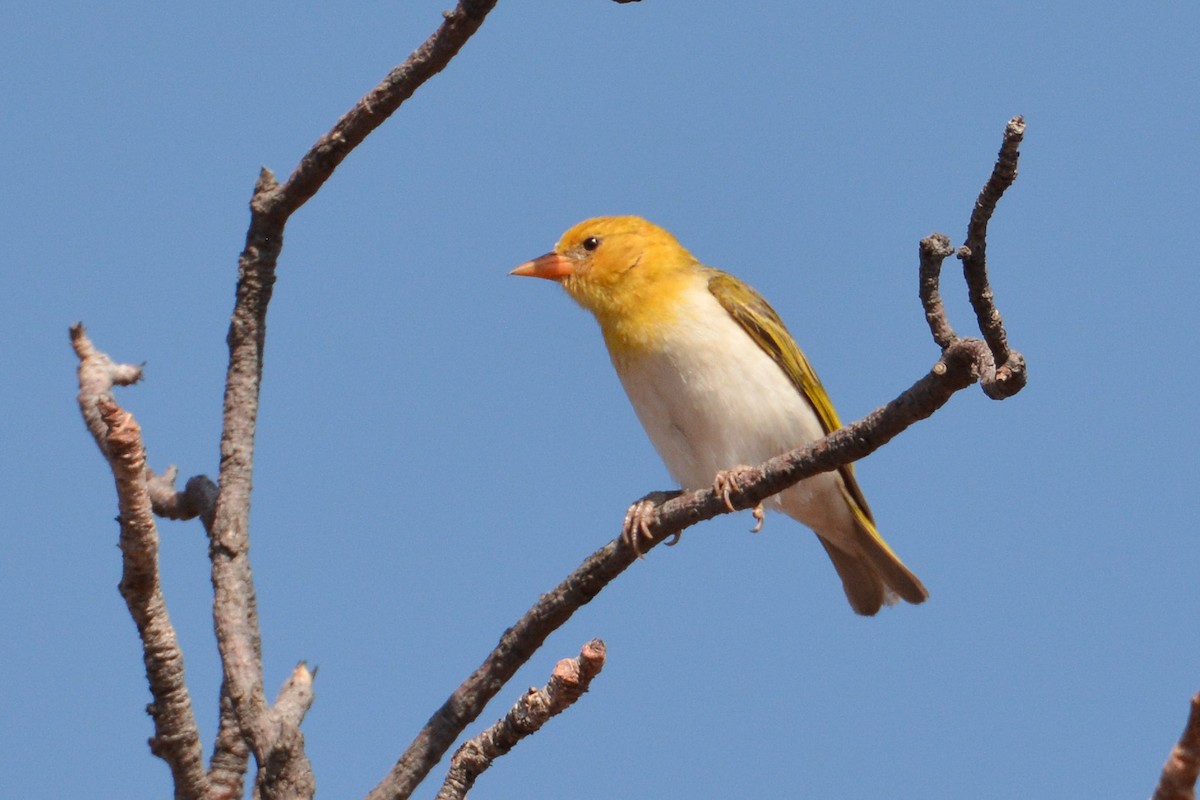 Red-headed Weaver - ML586559271