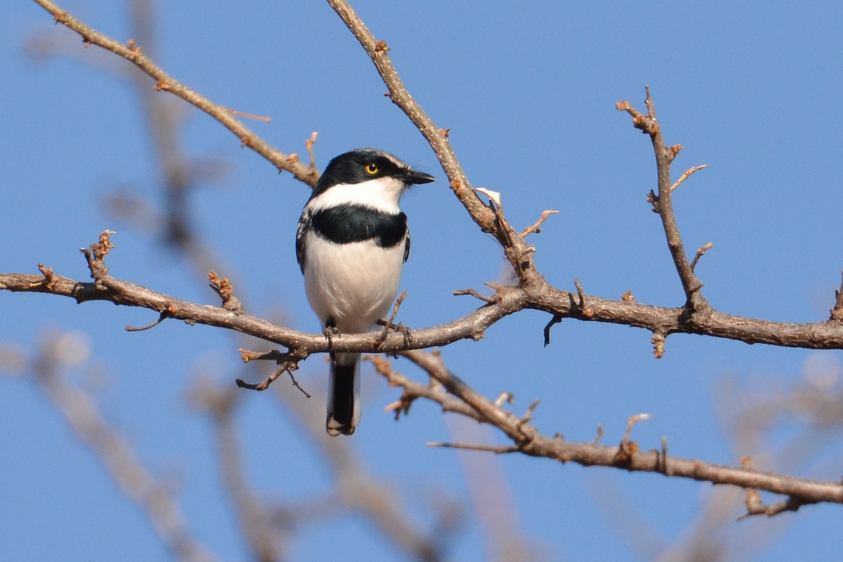 Chinspot Batis - ML586559361