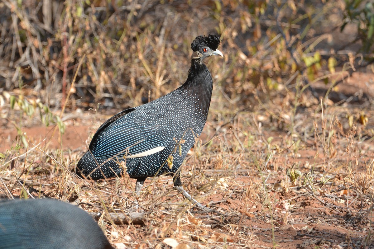 Southern Crested Guineafowl - Daniel Engelbrecht - Birding Ecotours