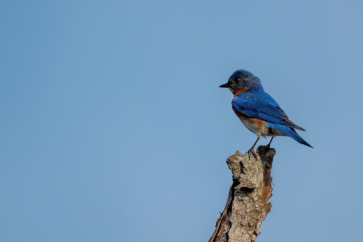 Eastern Bluebird - ML586560151