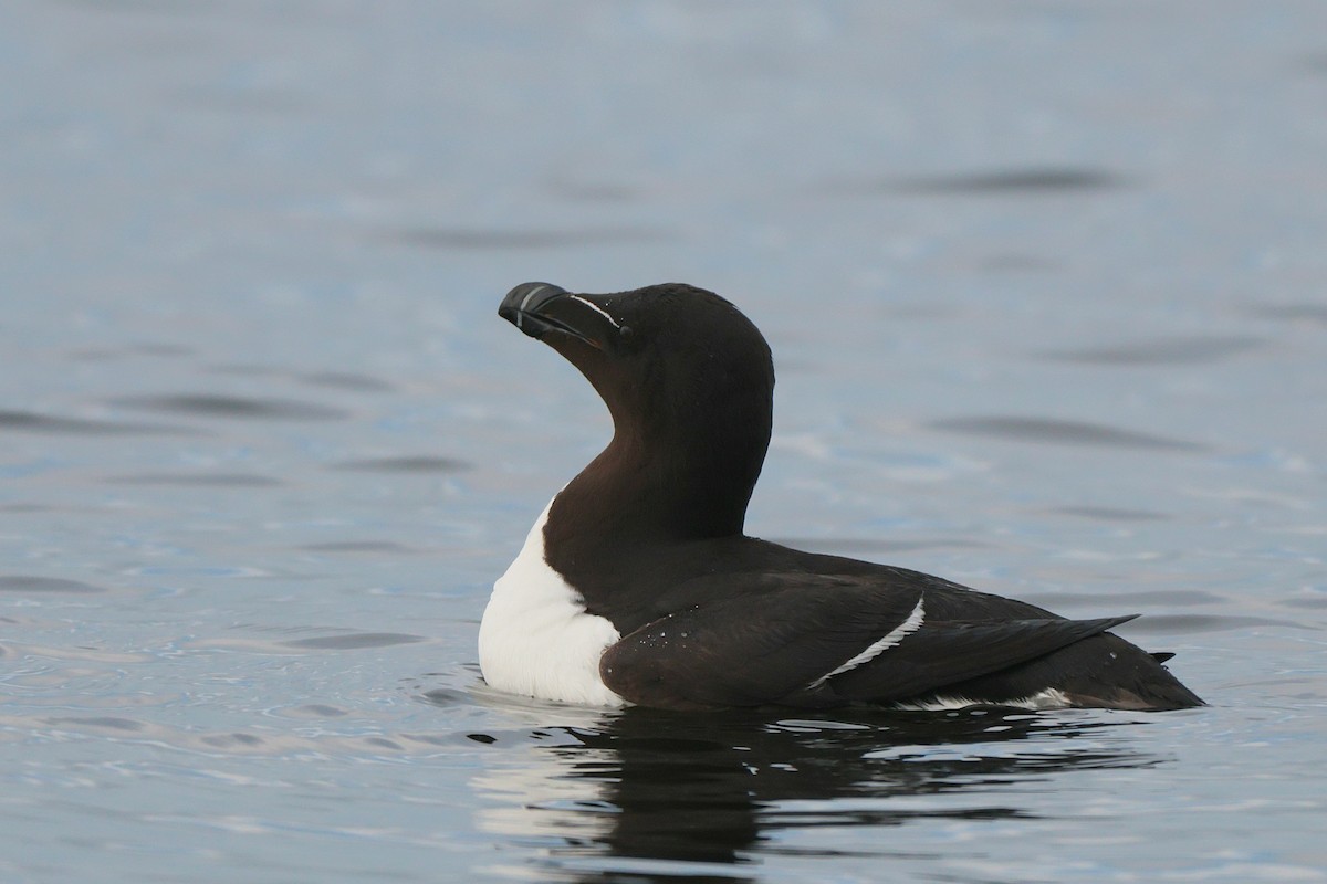 Razorbill - ML586560651