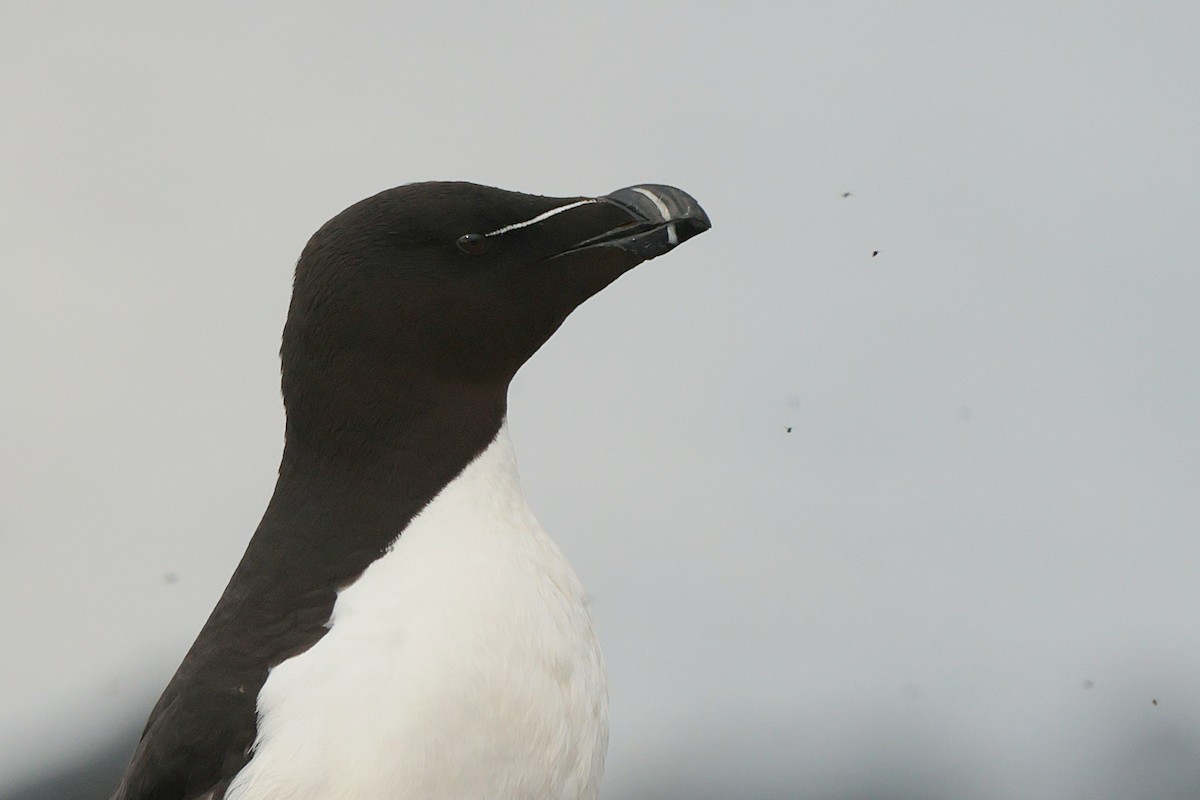 Razorbill - ML586560661