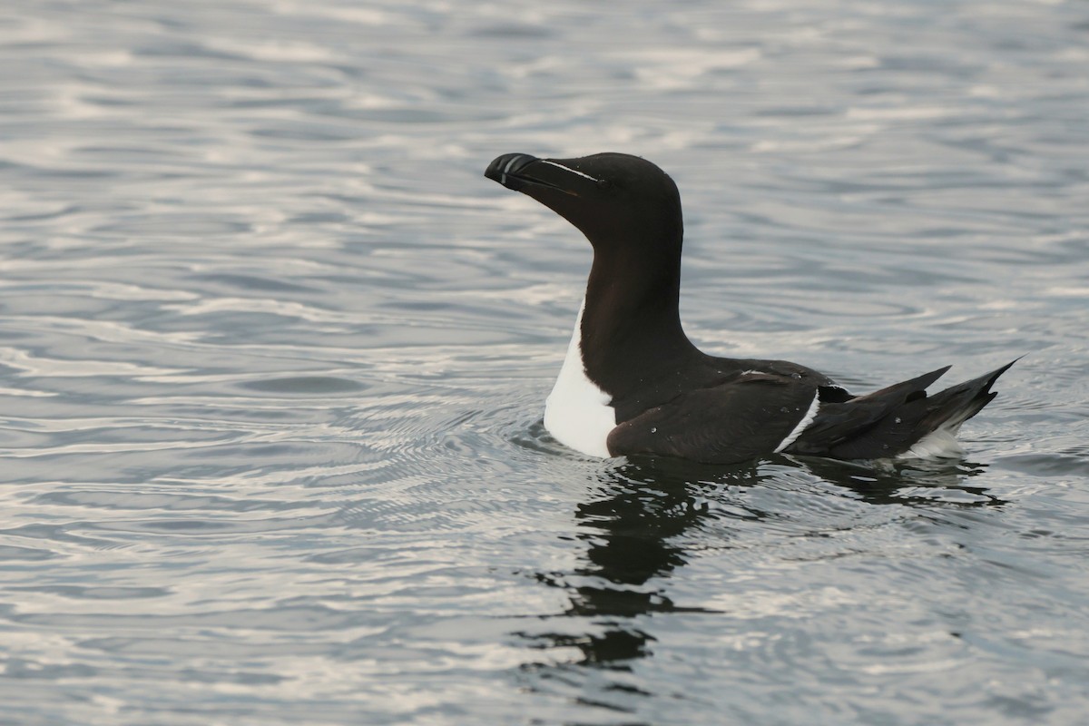 Razorbill - ML586560671