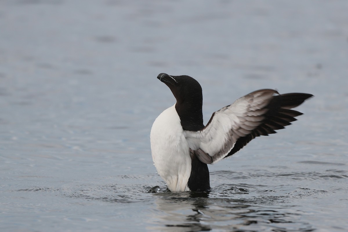 Razorbill - ML586560721