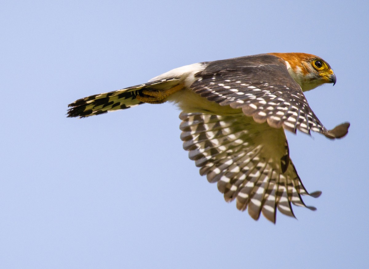 White-rumped Falcon - ML586561261