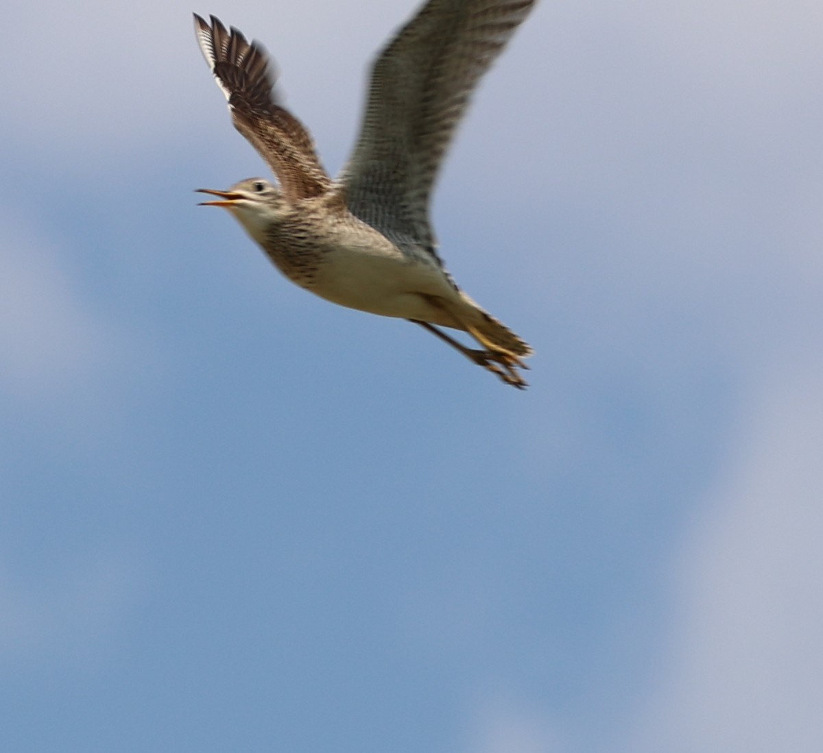 Upland Sandpiper - ML586564331