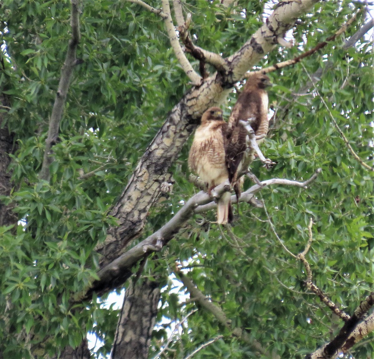 Red-tailed Hawk - ML586566471