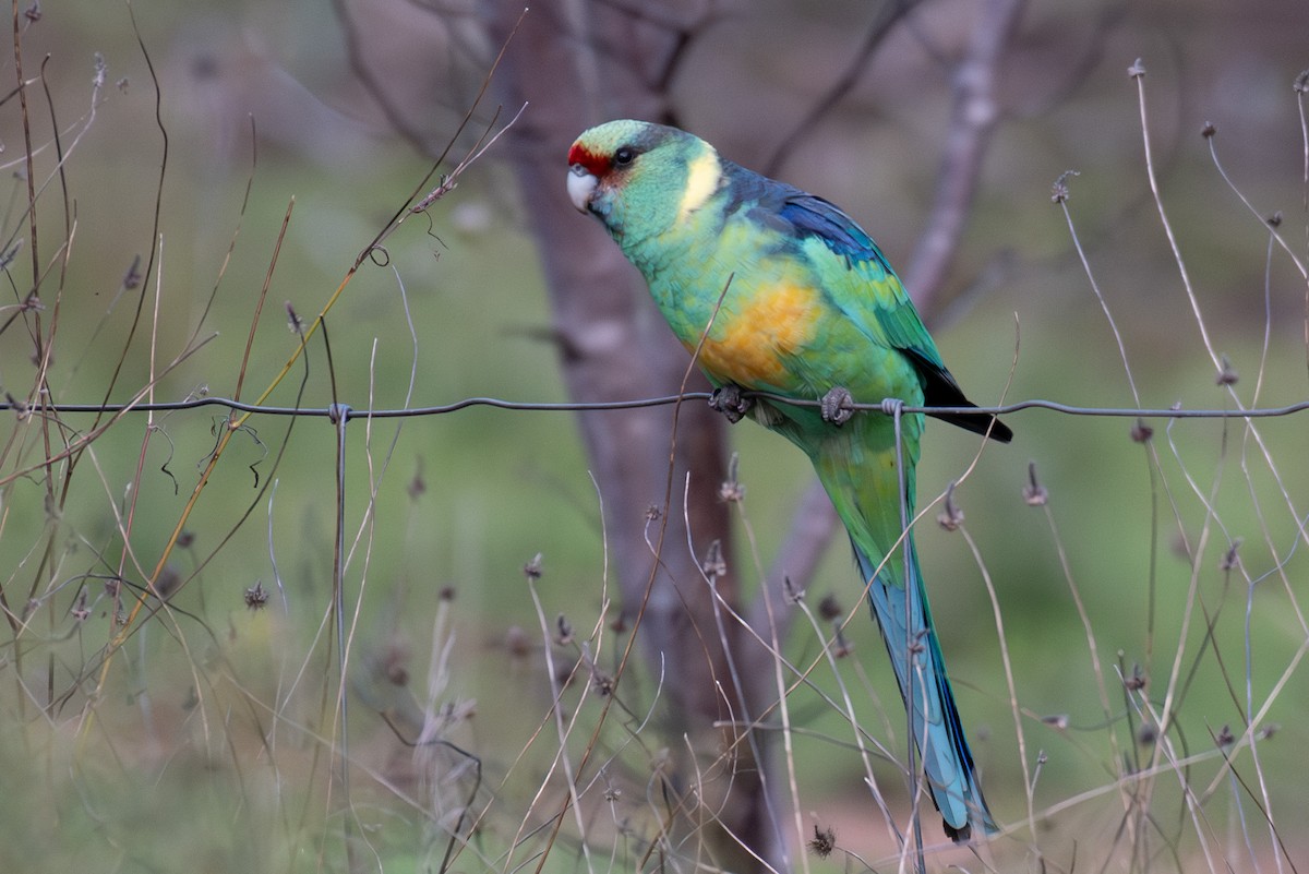 Australian Ringneck - Derek Henderson