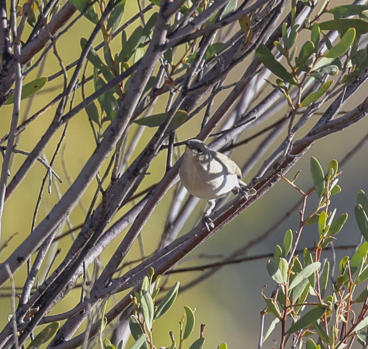 Gray Honeyeater - ML586566801