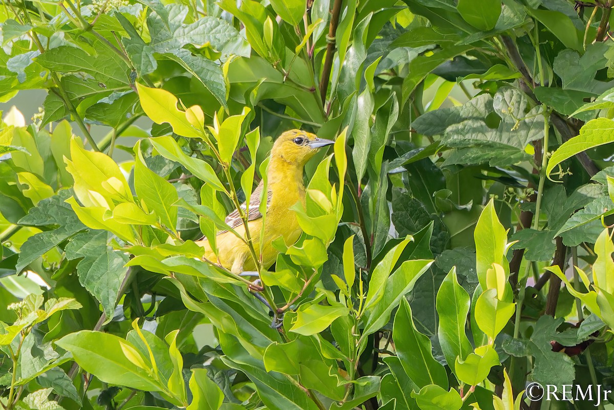 Orchard Oriole - ML586567221