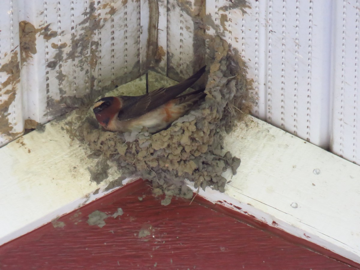 Cliff Swallow - ML58656821