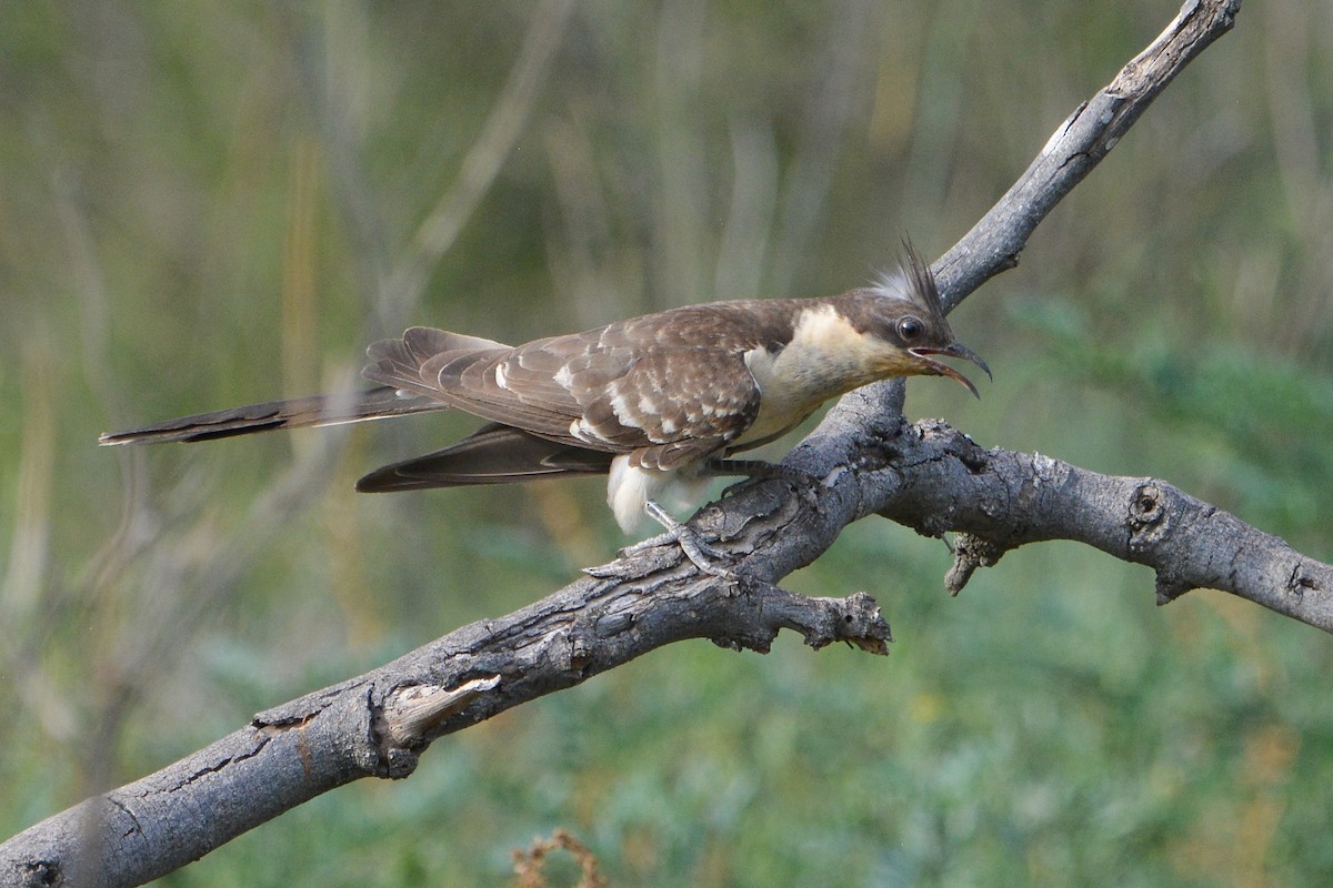 Great Spotted Cuckoo - ML586568281