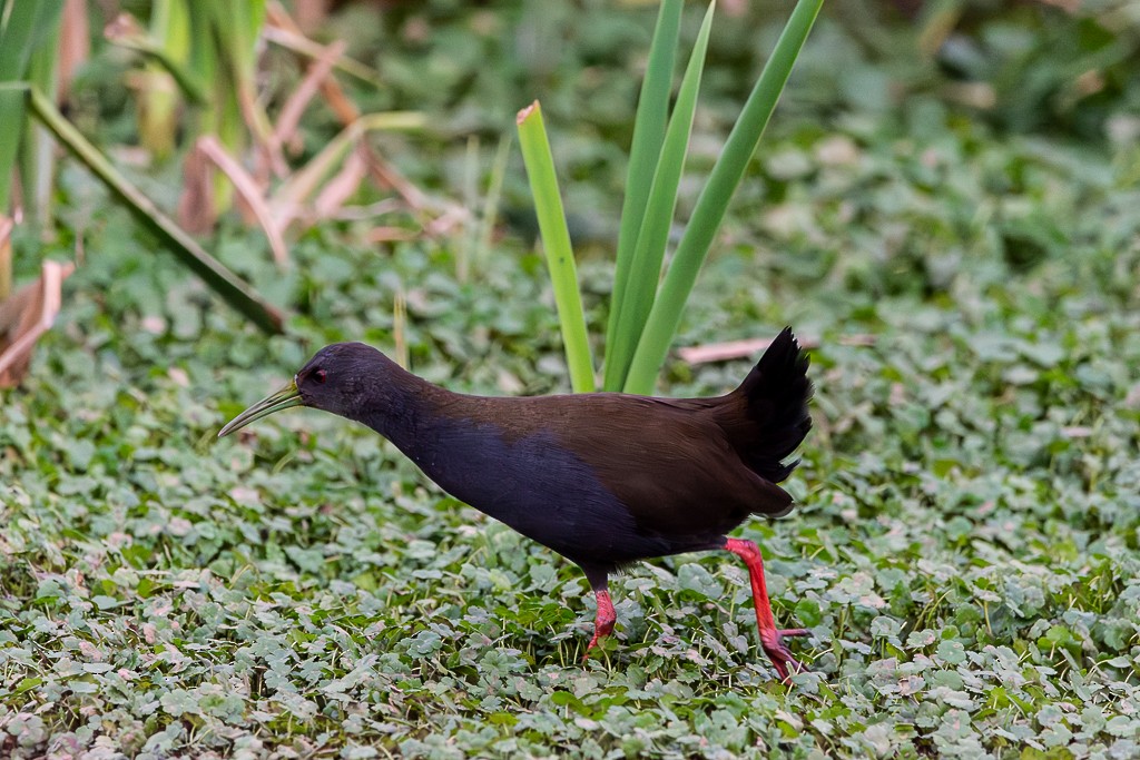 Blackish Rail - ML586570141