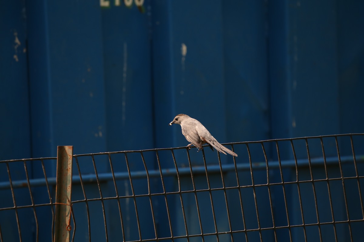 Katzenspottdrossel - ML586572371