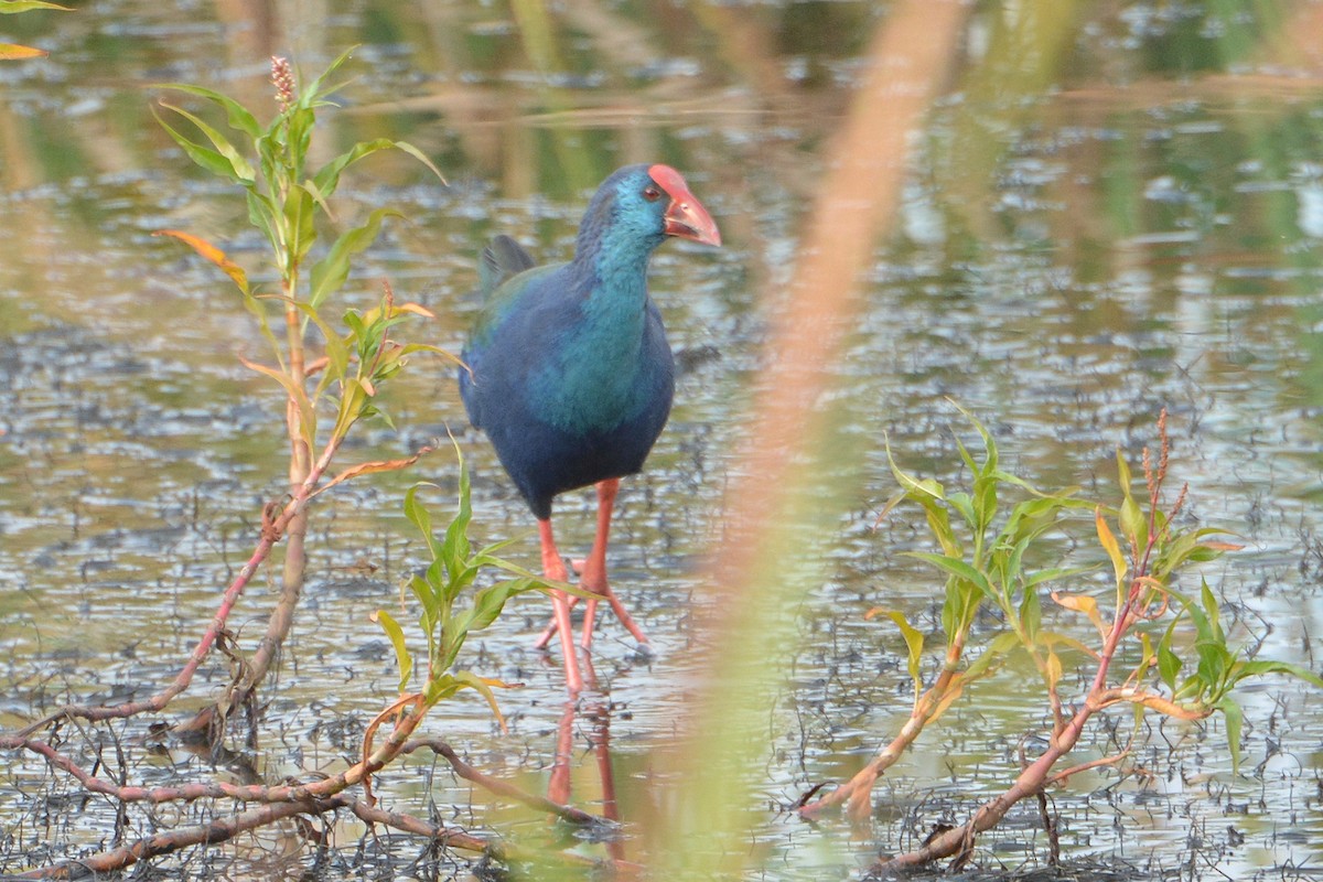 African Swamphen - ML586572921