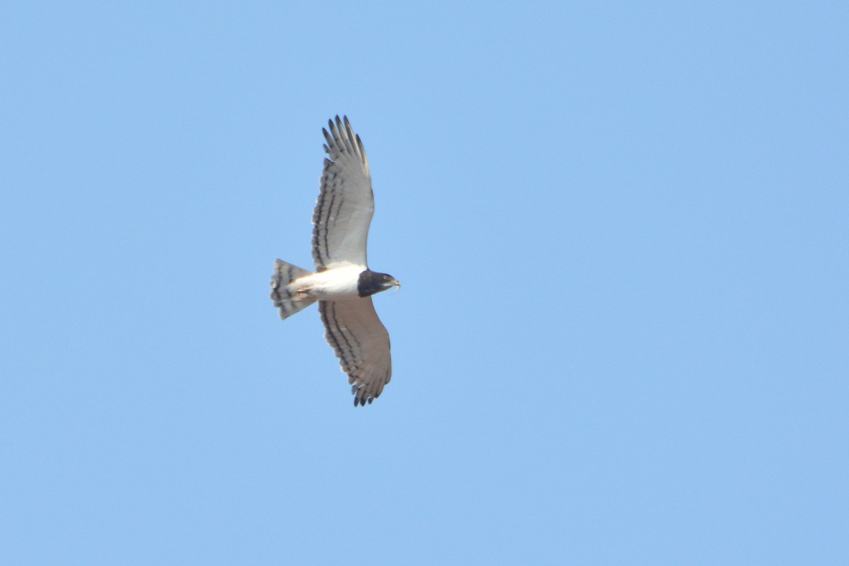 Black-chested Snake-Eagle - ML586574071