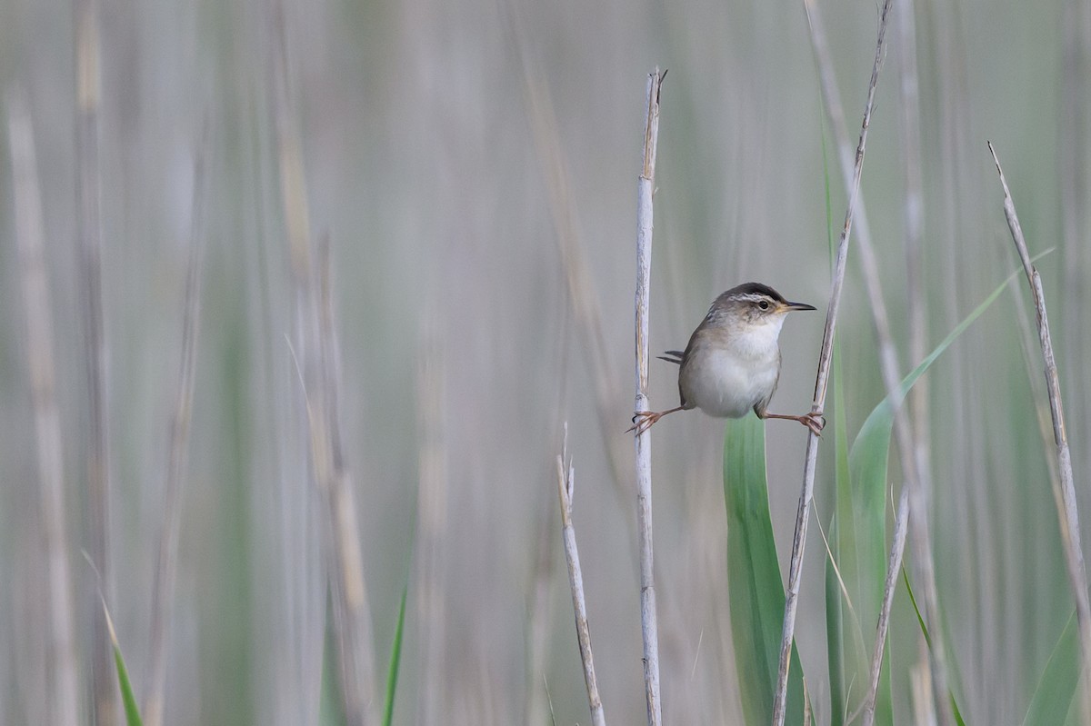 Marsh Wren - ML586574481