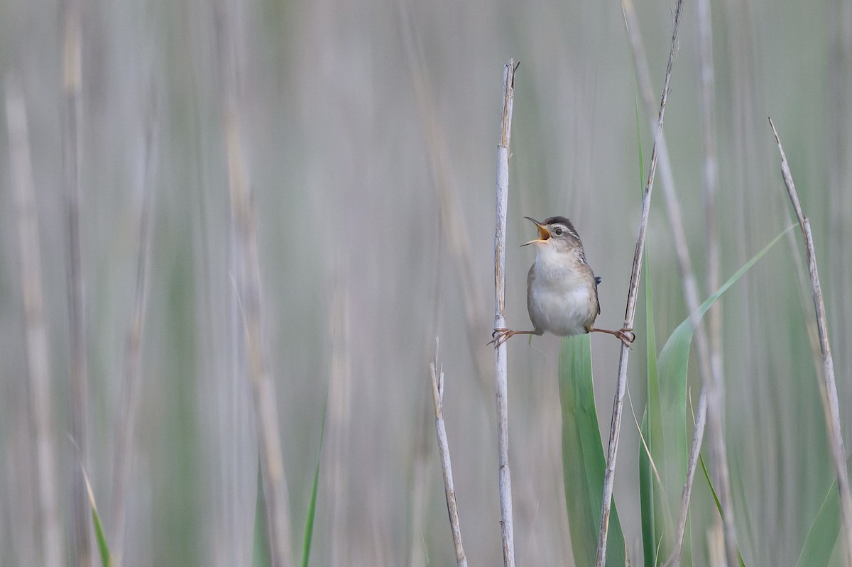 Marsh Wren - Stephen Davies