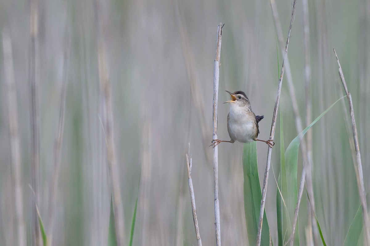 Marsh Wren - Stephen Davies