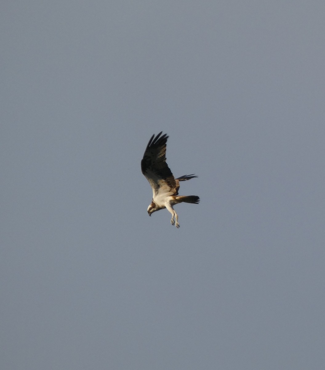 Osprey - ML586576161