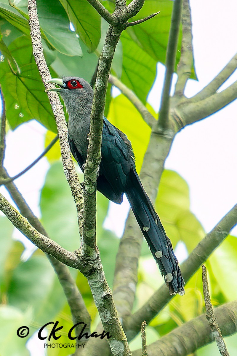 Black-bellied Malkoha - ML586576991