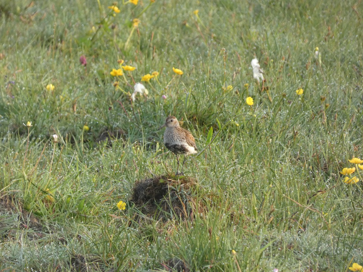 Dunlin - Thomas Churchyard