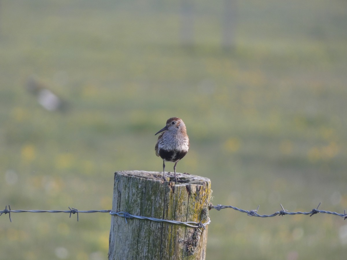 Dunlin - Thomas Churchyard