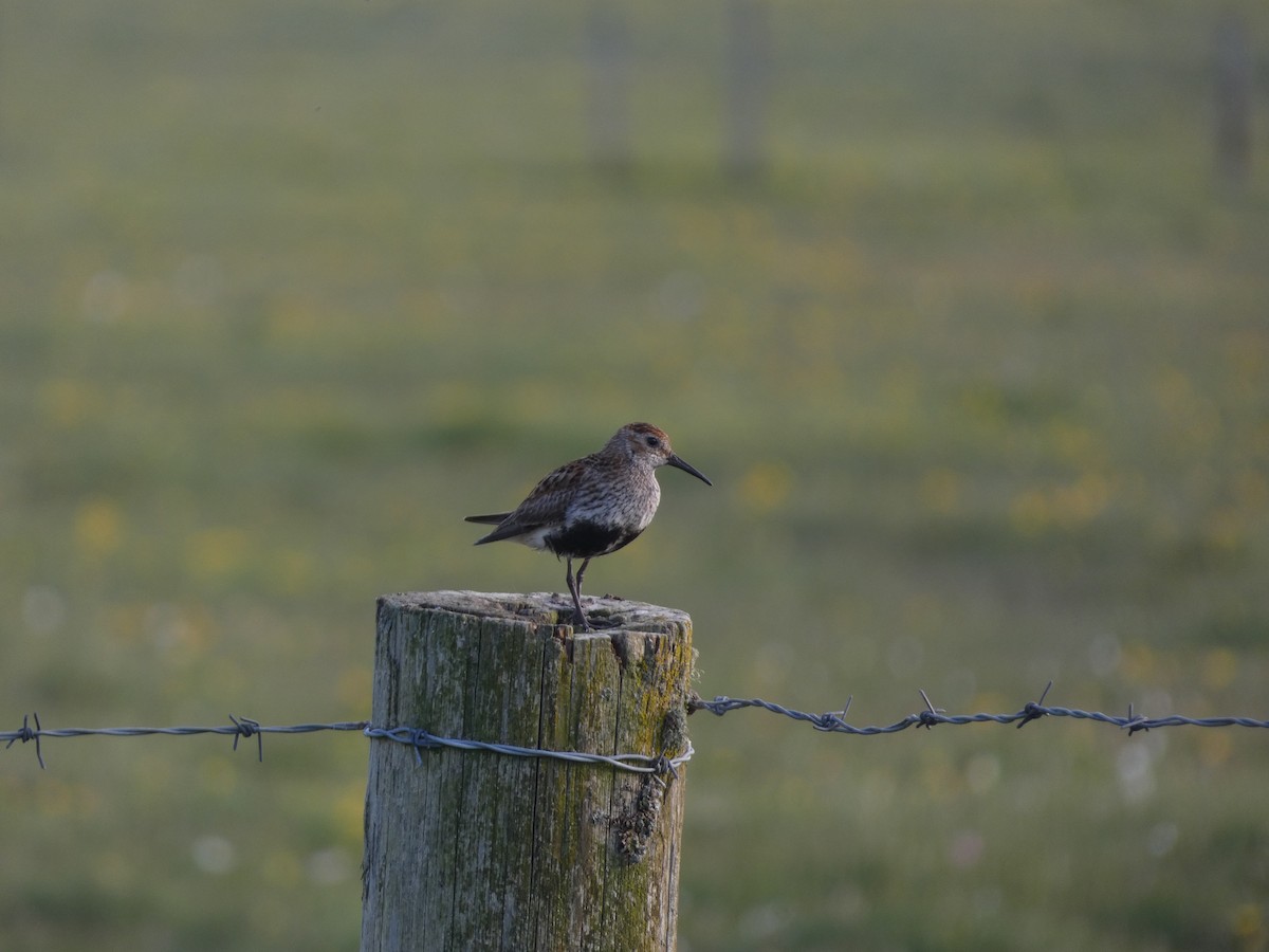 Dunlin - Thomas Churchyard