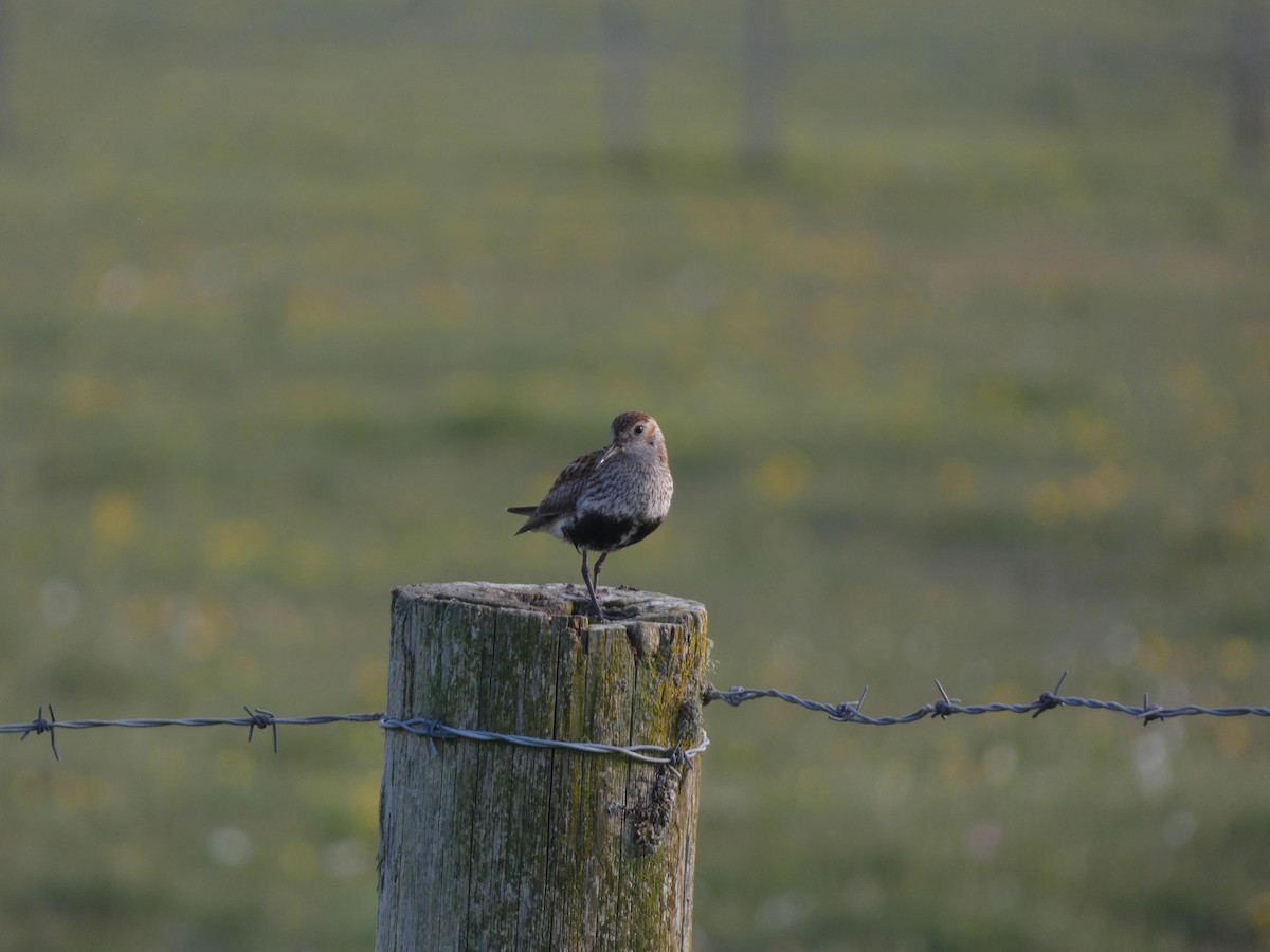 Dunlin - Thomas Churchyard