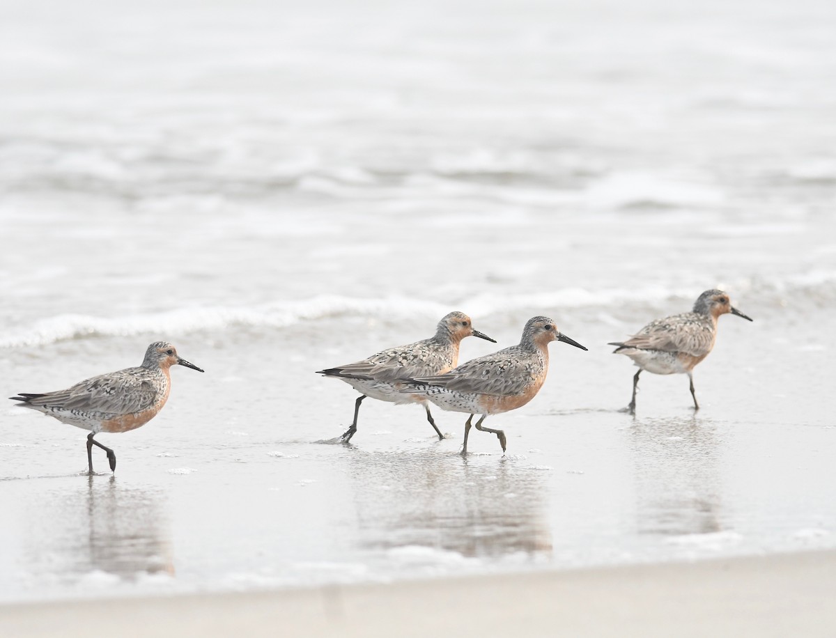 Red Knot - ML586577661