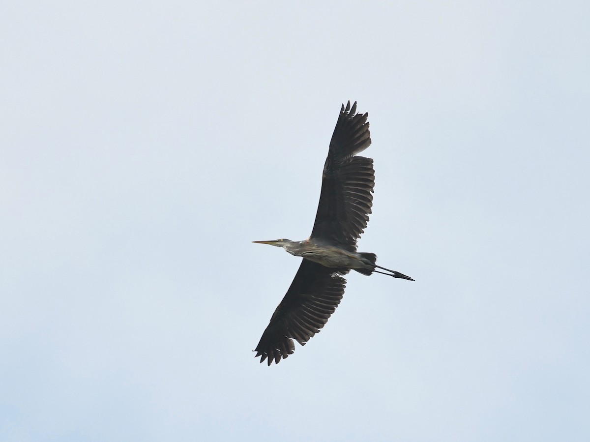 Great Blue Heron (Great Blue) - ML586577771