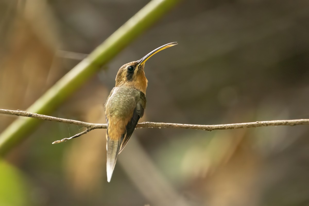 Maranhao Hermit (unrecognized species) - Luiz Matos