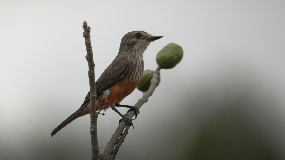 Ateş Renkli Sinekkapan (saturatus) - ML586578841