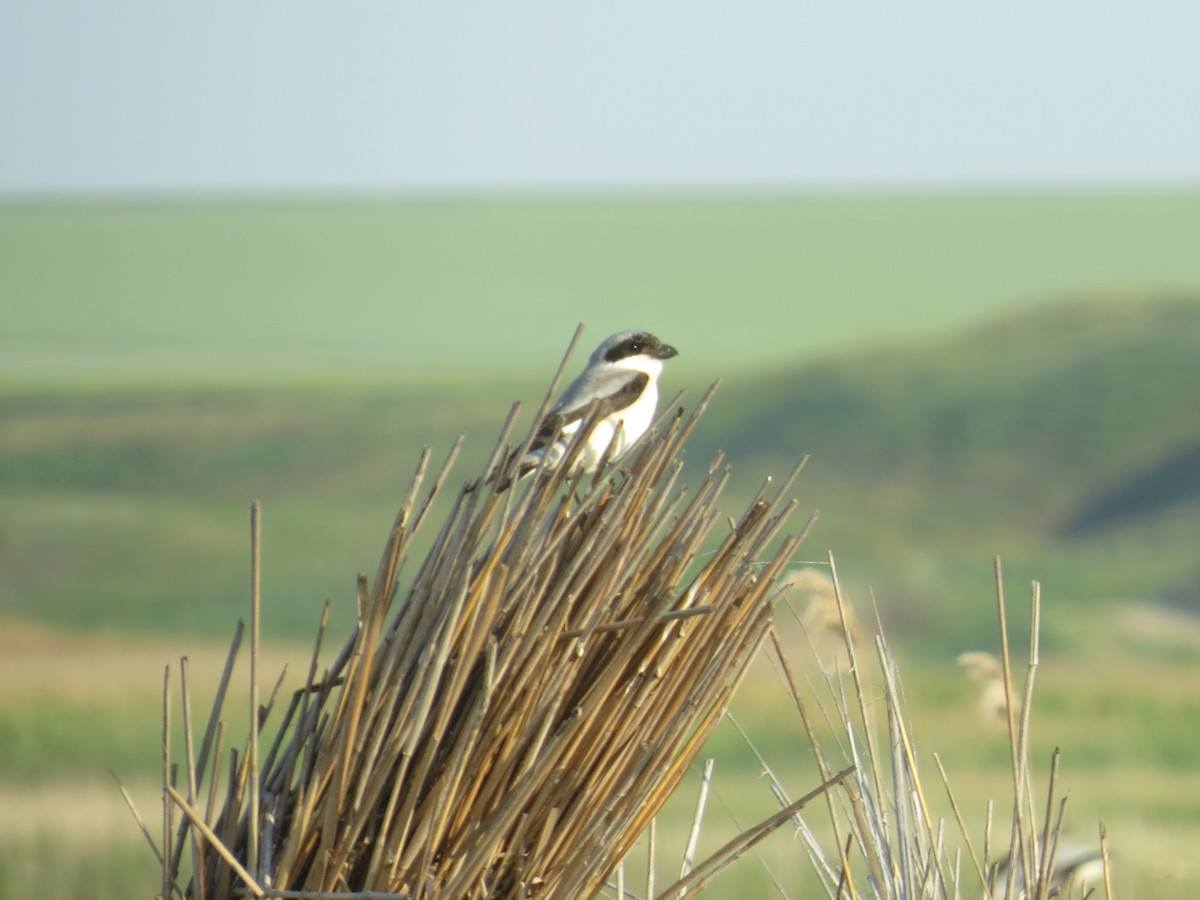 Lesser Gray Shrike - ML586579121