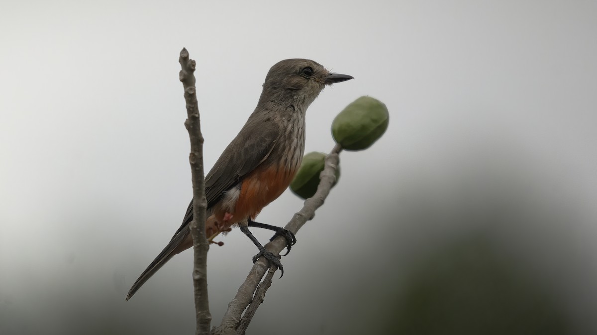 Ateş Renkli Sinekkapan (saturatus) - ML586579661