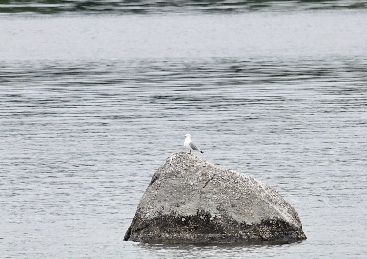 Black-legged Kittiwake - ML586580101