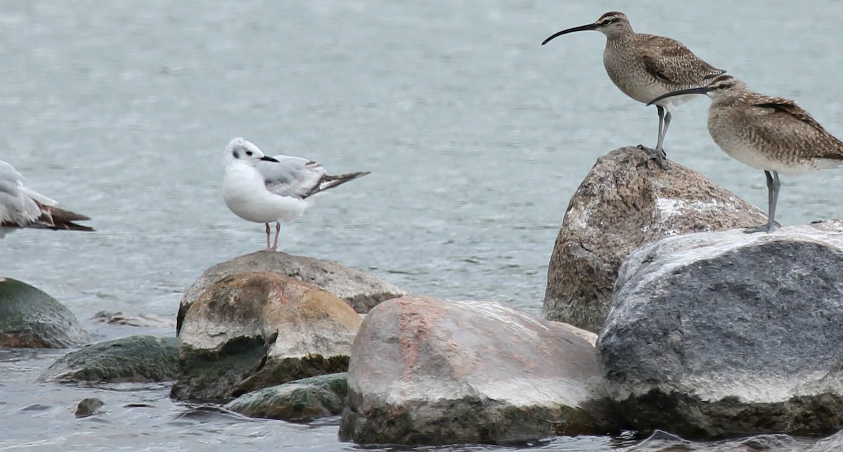 Bonaparte's Gull - ML58658181