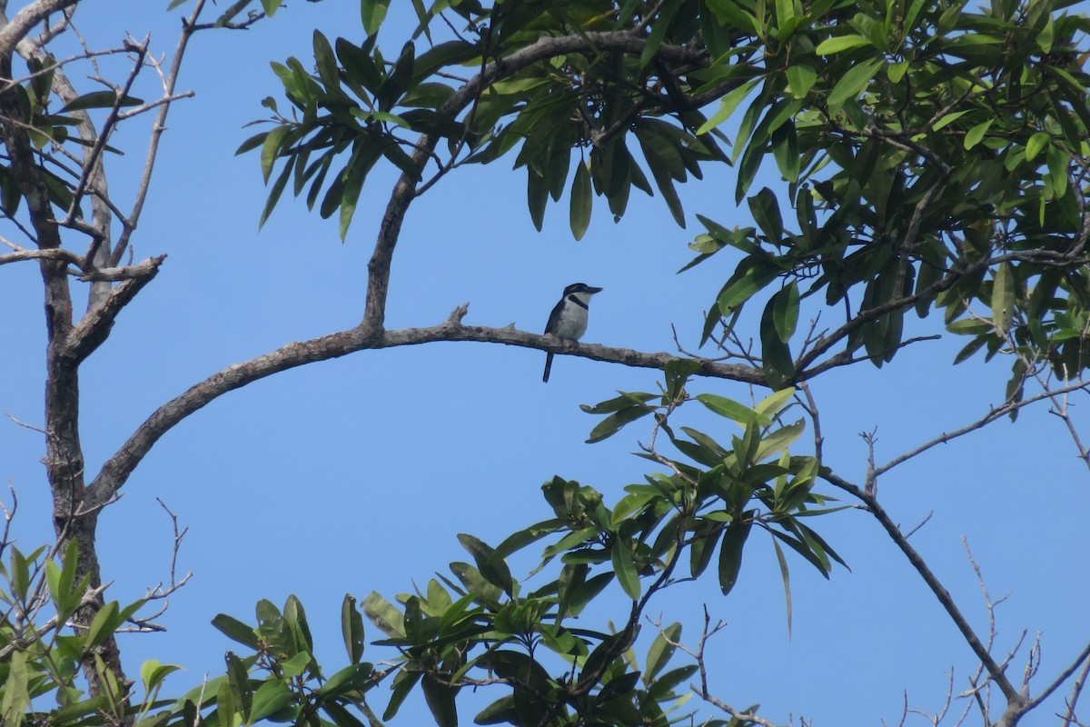 Pied Puffbird (Lesser) - ML586582401