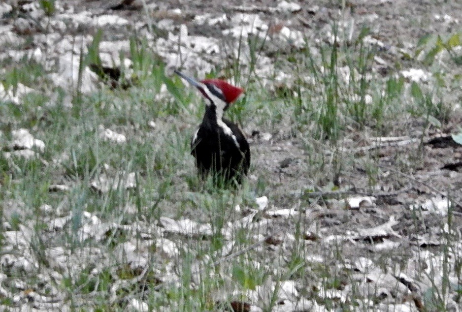 Pileated Woodpecker - ML58658291