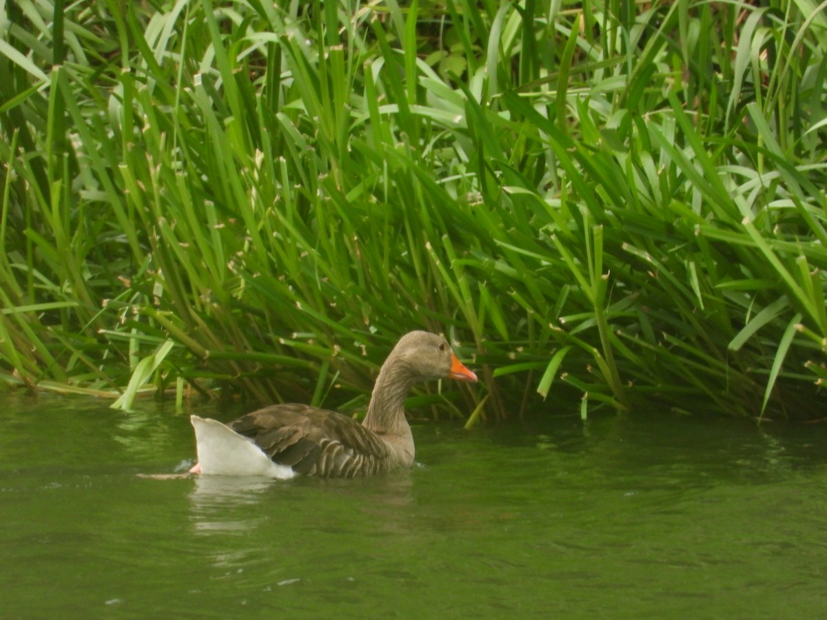 Graylag Goose - ML586584671