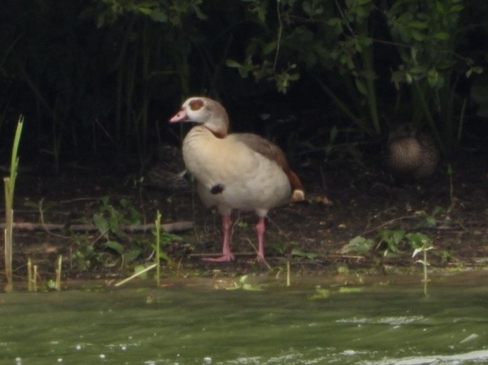 Egyptian Goose - ML586584681
