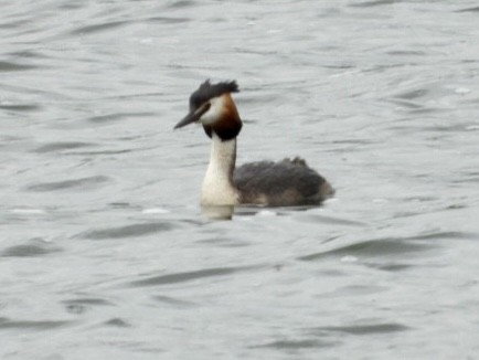 Great Crested Grebe - ML586584881
