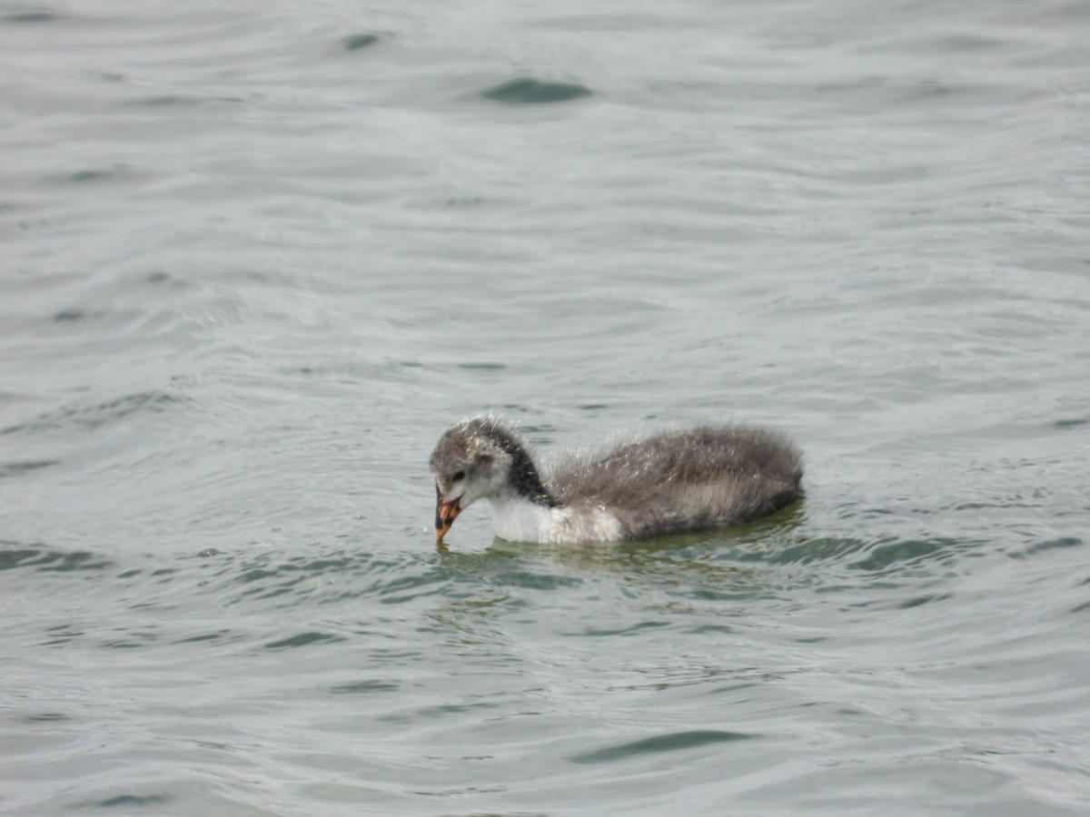 Eurasian Coot - ML586584901