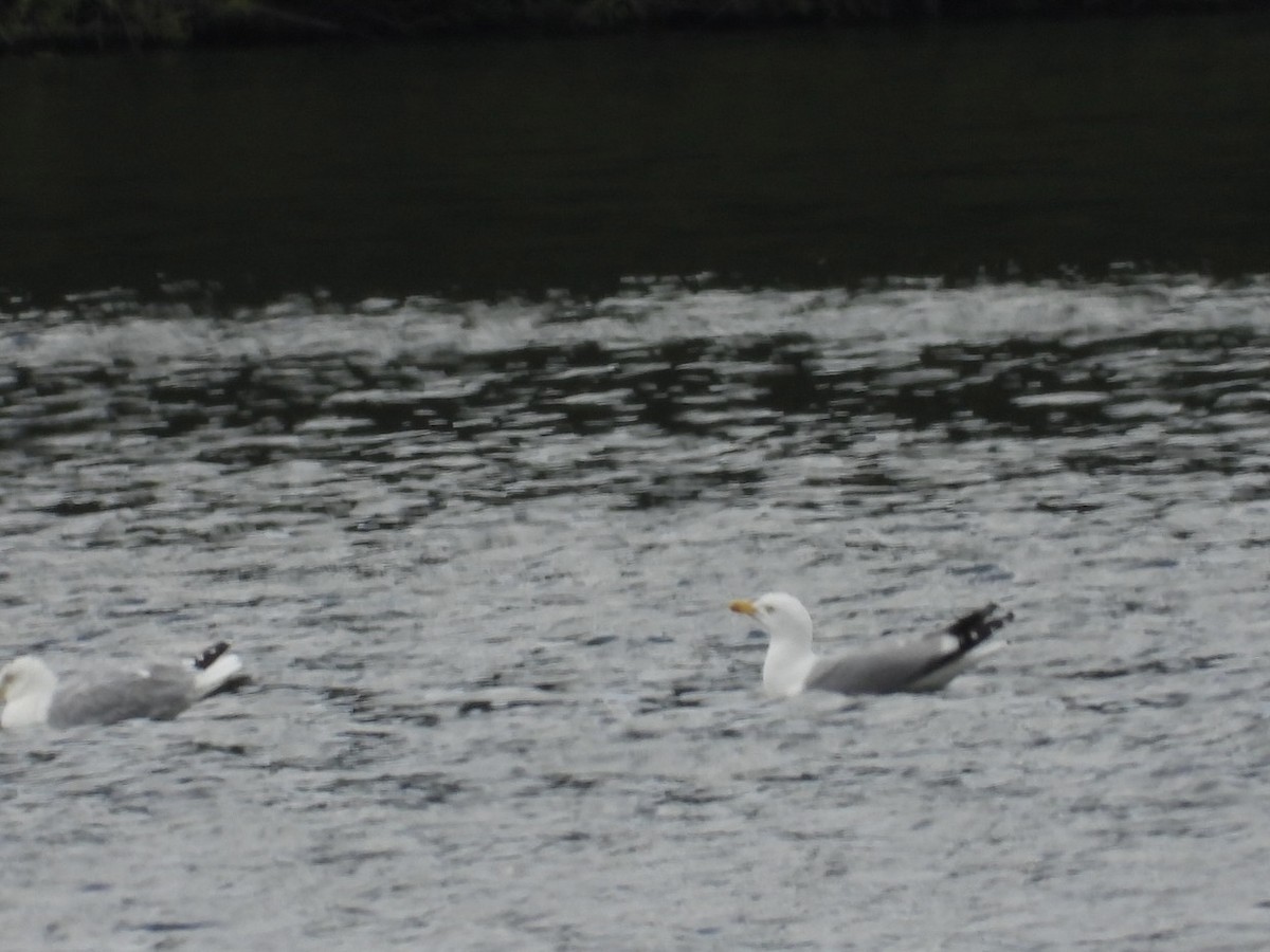 European Herring Gull - ML586584931