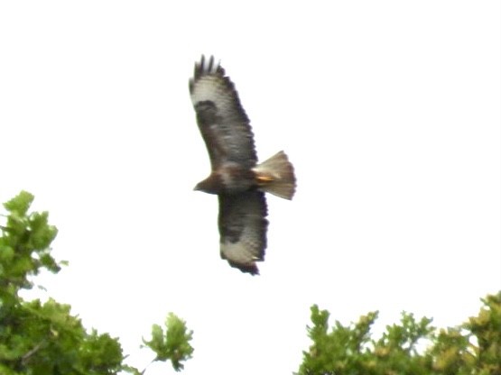 Common Buzzard - ML586585031