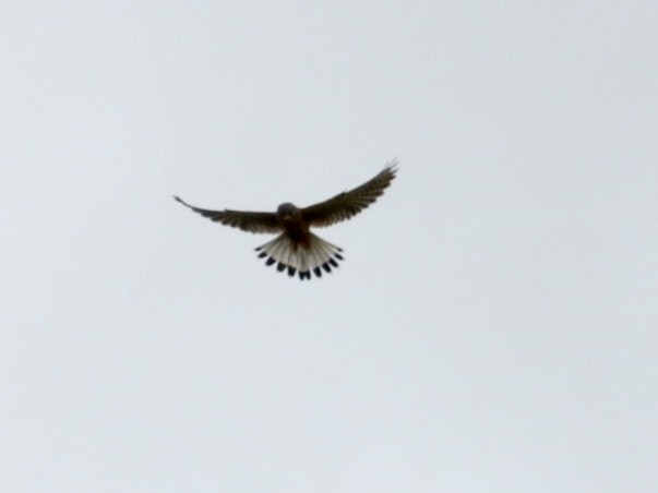 Eurasian Kestrel - ML586585081