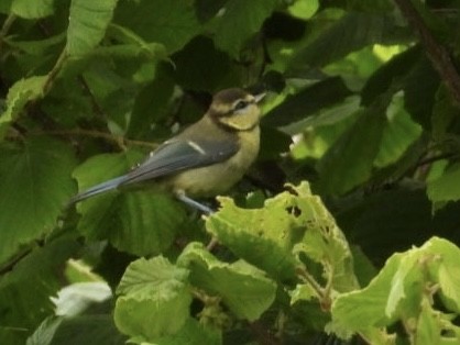 Eurasian Blue Tit - ML586585101