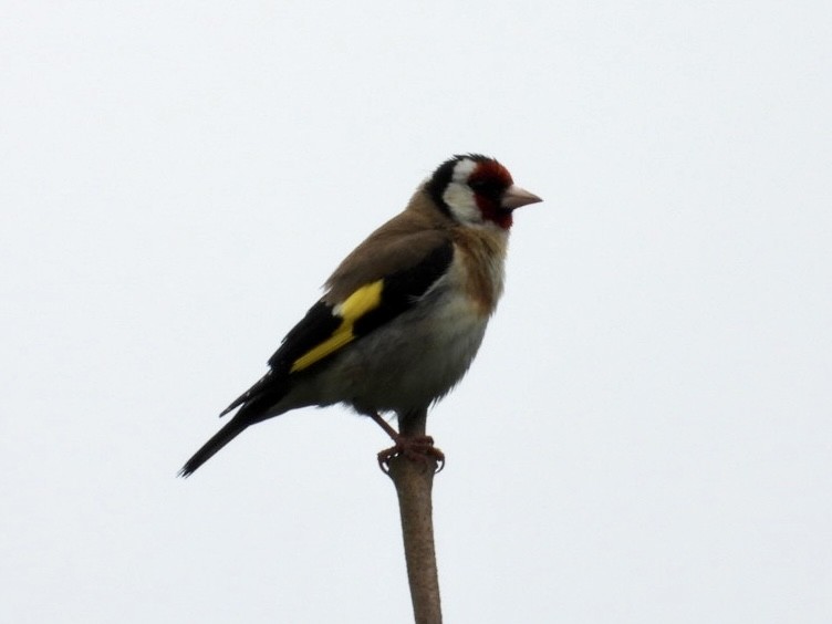 European Goldfinch - ML586585241