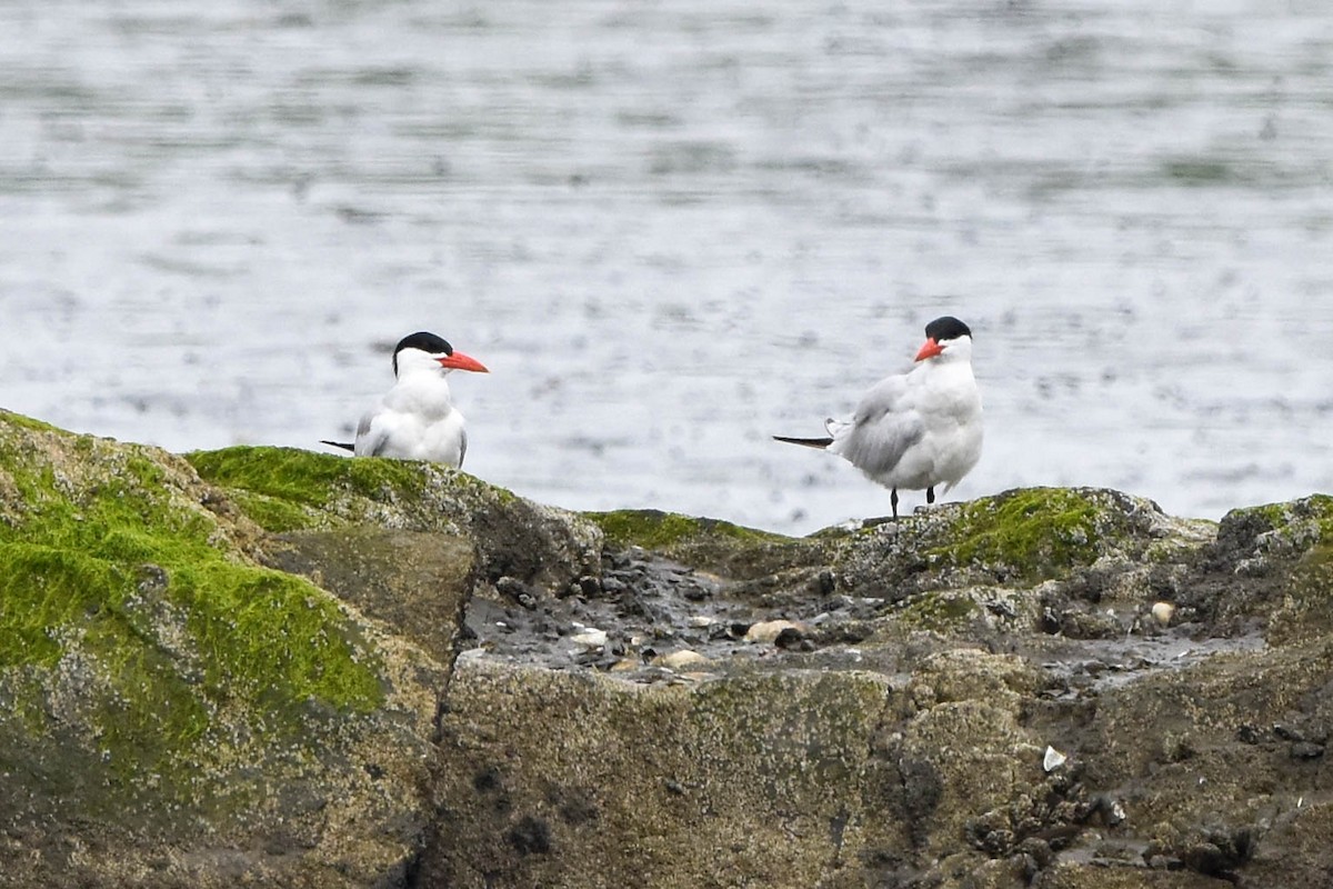 Caspian Tern - ML586585481