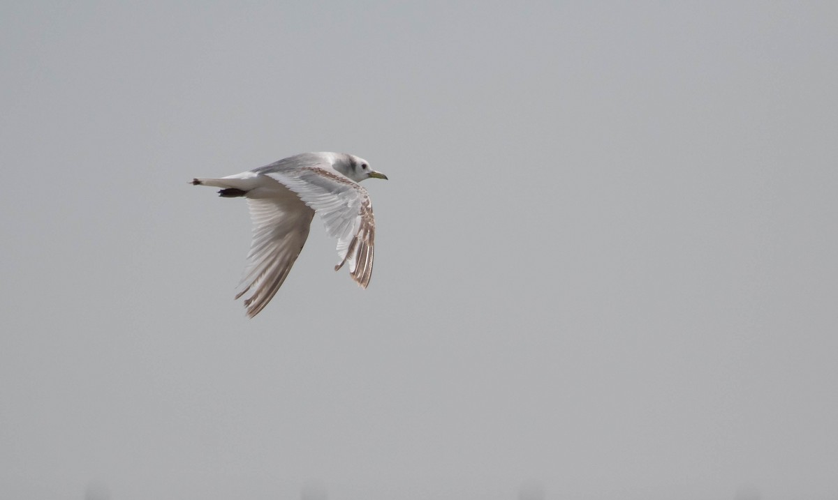 Black-legged Kittiwake - Davy Bosman